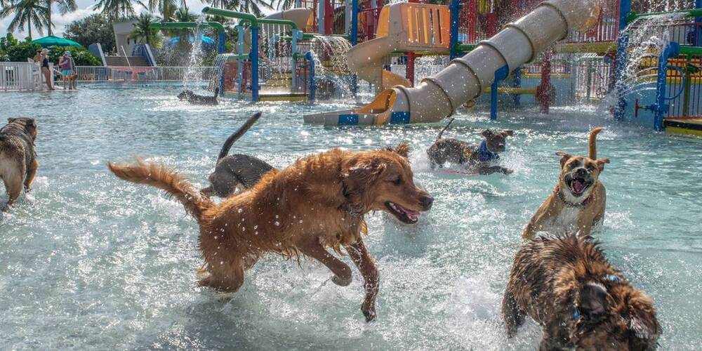 Why Does Your Puppy Need A Doggie Waterpark?