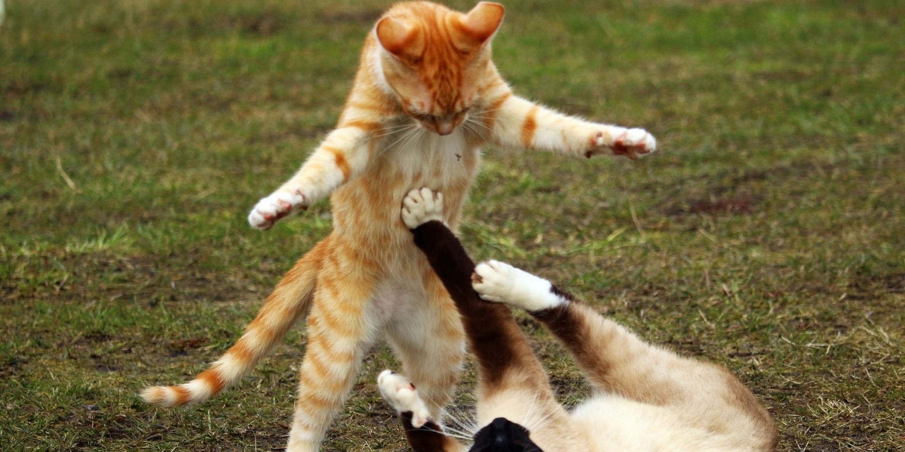 Managing Your Cats' Playtime to Prevent Fights