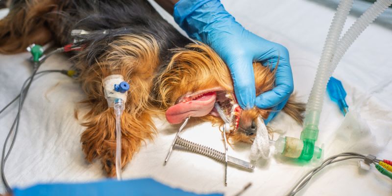 Professional Teeth Cleaning for Dogs